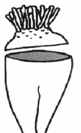 Ilustracja do odpowiedzi B