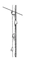 Ilustracja do odpowiedzi D