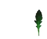 Wariant C