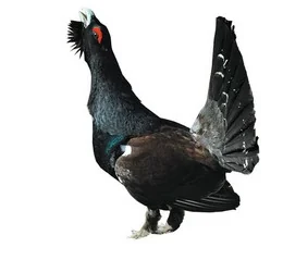 Ilustracja do odpowiedzi A