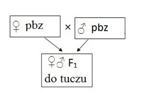 Ilustracja do odpowiedzi D