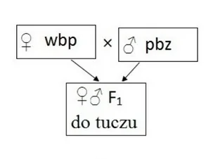 Ilustracja do odpowiedzi A