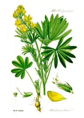Ilustracja do odpowiedzi A