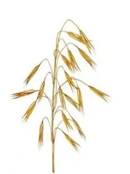 Ilustracja do odpowiedzi D