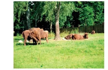 Ilustracja do odpowiedzi B