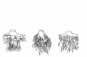 Ilustracja do odpowiedzi A