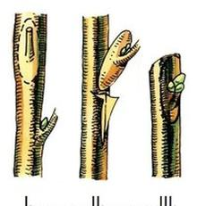 Ilustracja do pytania