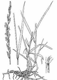 Ilustracja do pytania