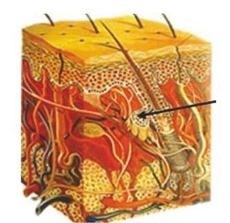 Ilustracja do pytania