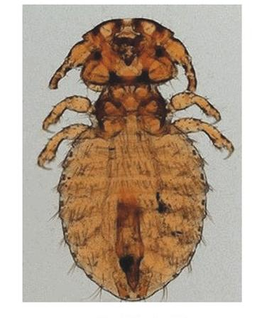 Ilustracja do pytania