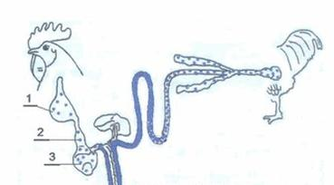 Ilustracja do pytania