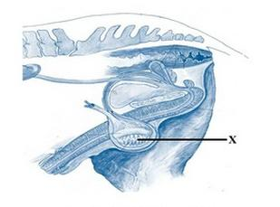 Ilustracja do pytania
