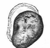 Ilustracja do pytania