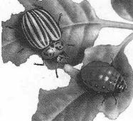 Ilustracja do pytania