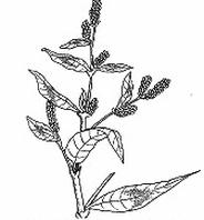 Ilustracja do pytania