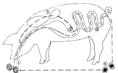 Ilustracja do pytania 34