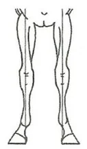 Wariant D