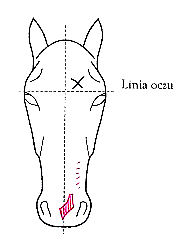 Ilustracja do pytania 20