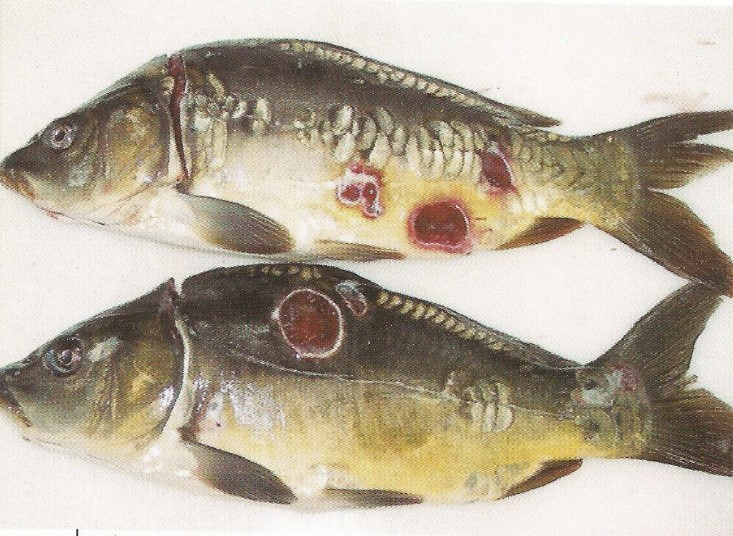 Ilustracja do pytania 14