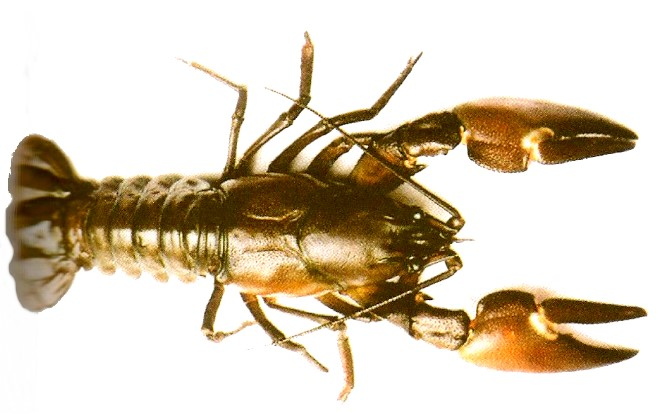 Ilustracja do pytania 40