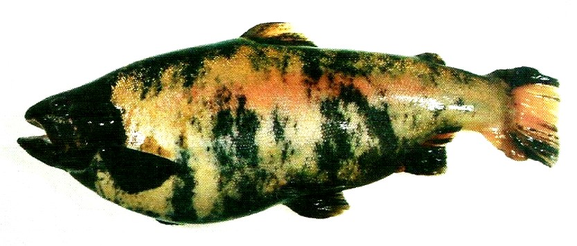 Ilustracja do pytania 36