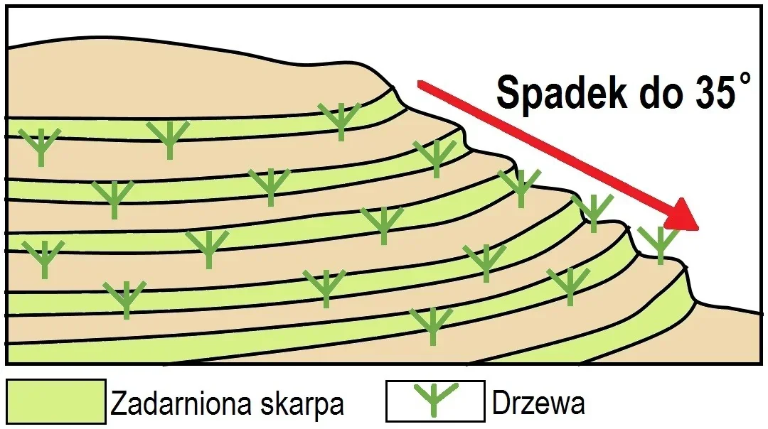 Przekrój zwałowiska z zadarnionymi skarpami i drzewami, spadek do 35 stopni