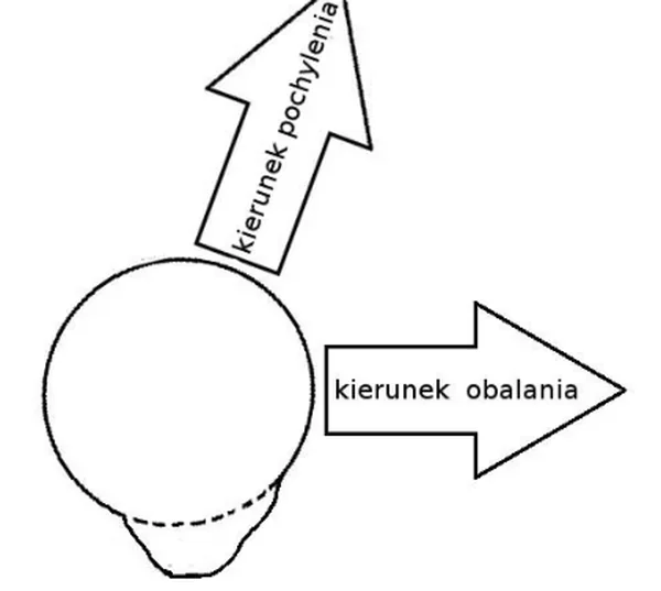 Schemat przekroju pnia ze strzałkami kierunku pochylenia i kierunku obalania