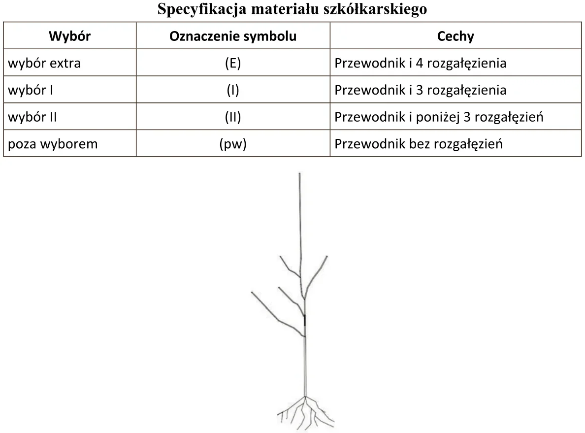 Tabela specyfikacji materiału szkółkarskiego i rysunek drzewka z przewodnikiem i rozgałęzieniami