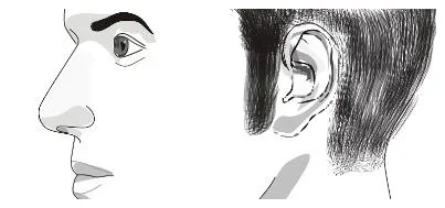 Ilustracja 2 - profil głowy z widocznymi bakami